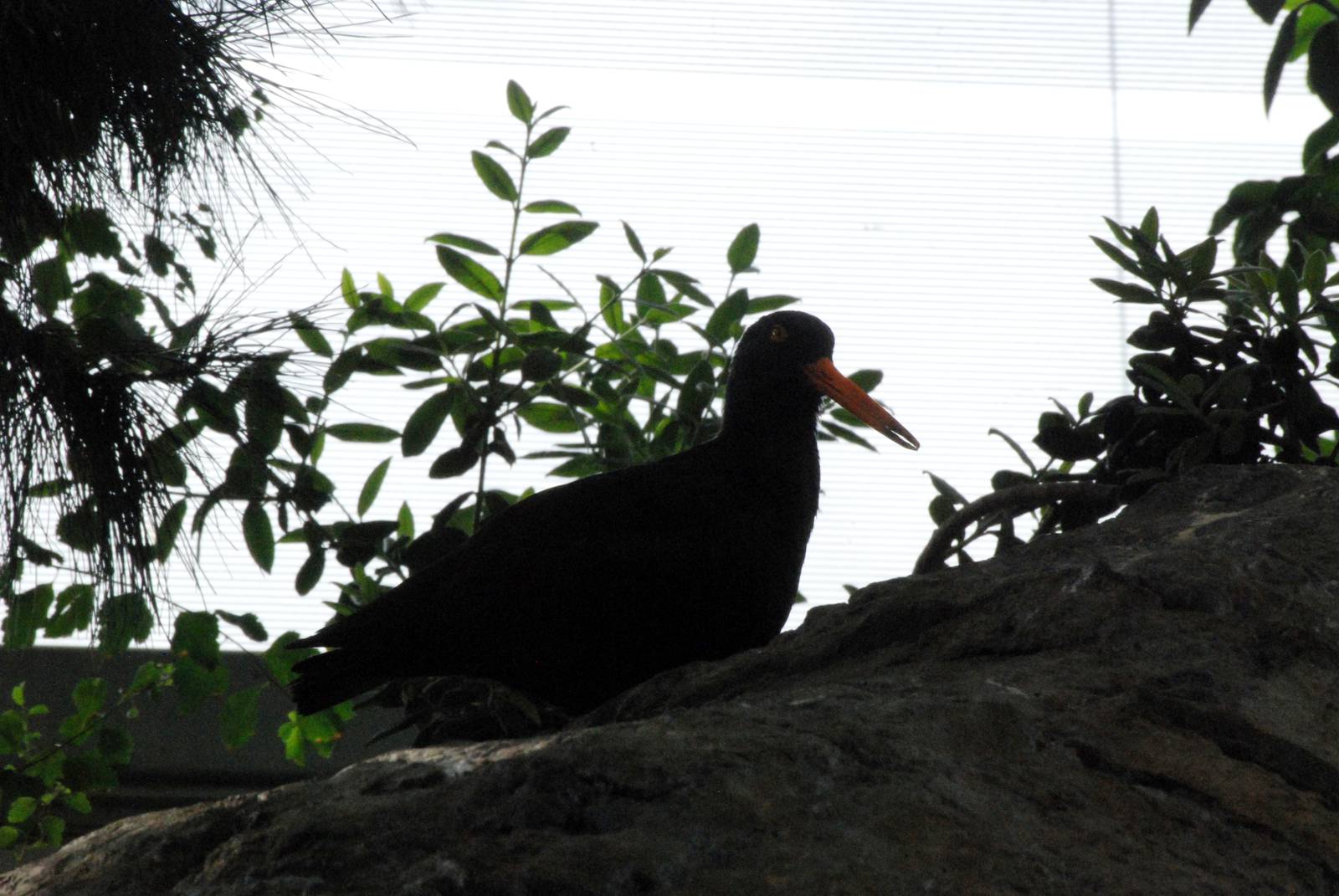 Black Oystercatcher at Lisbon Oceanarium, 25/05/11