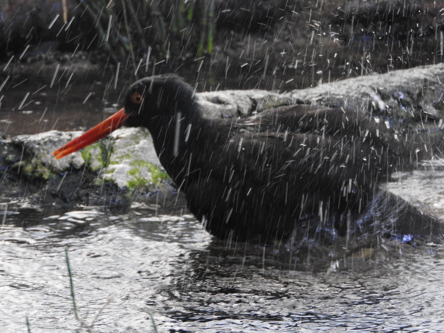 Black Oystercatcher bathing