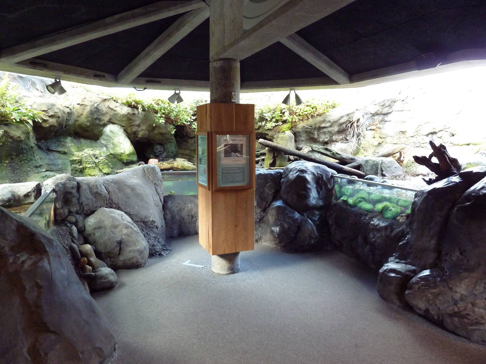Black Oystercatcher Exhibit