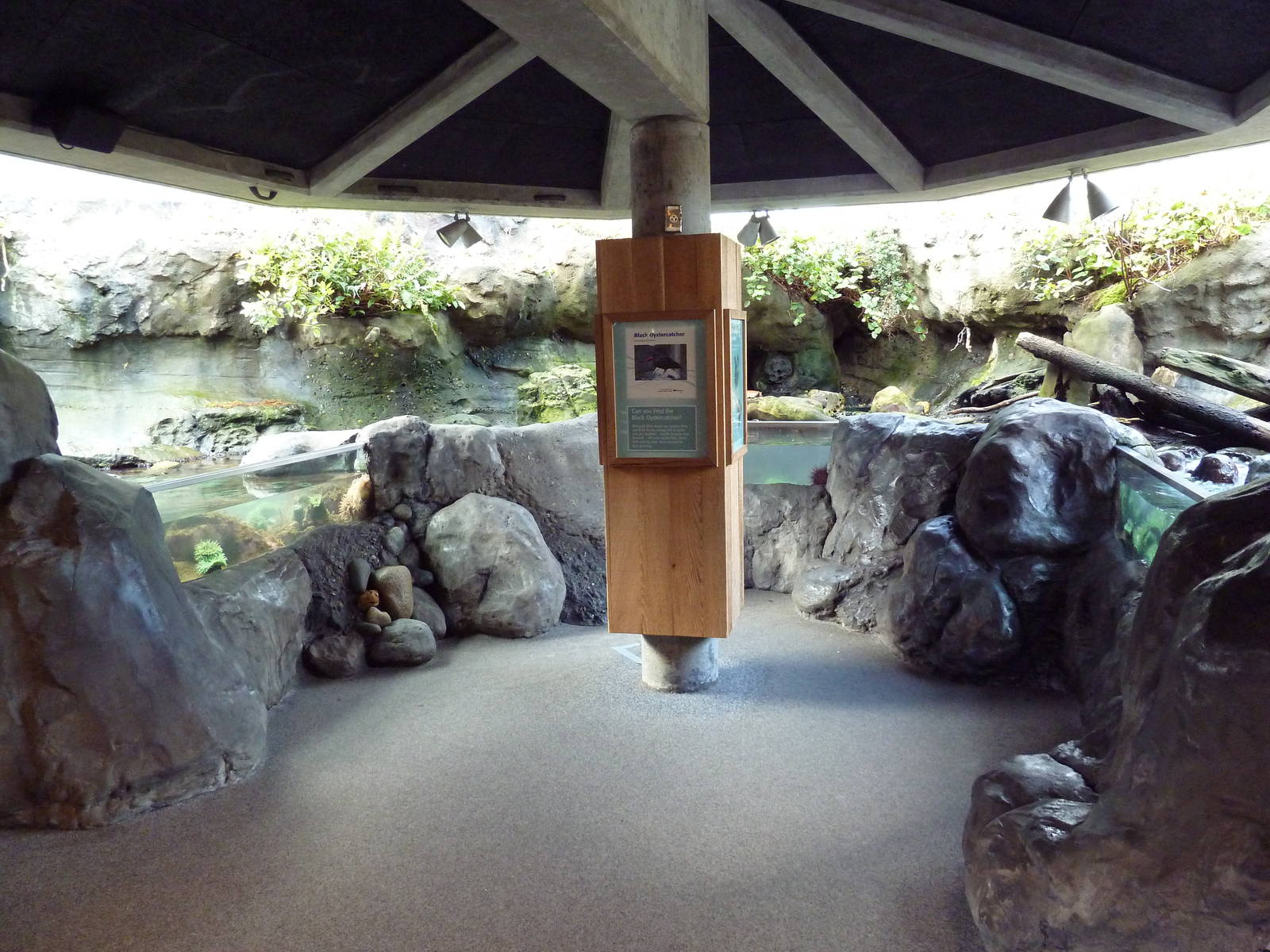 Black Oystercatcher Exhibit