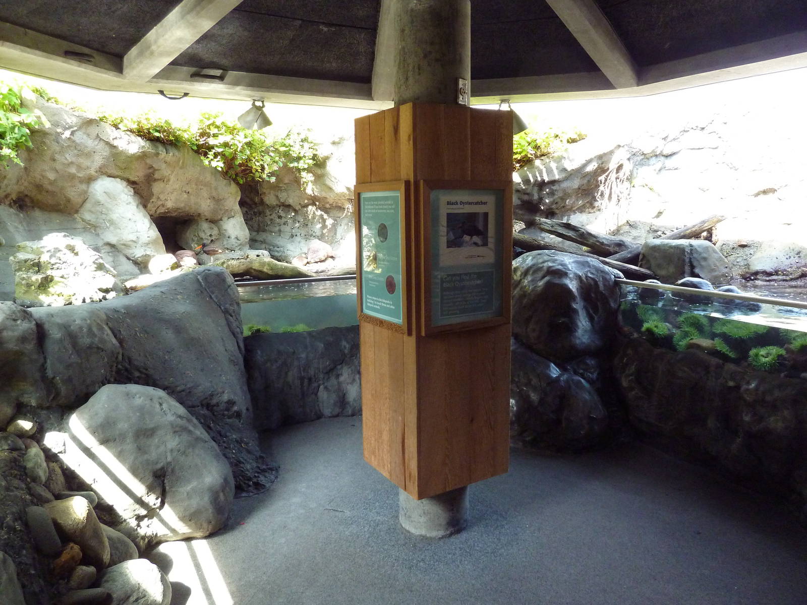 Black Oystercatcher Exhibit