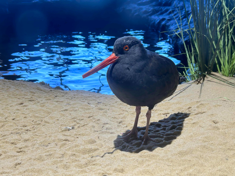 Black oystercatcher, Haematopus bachmani