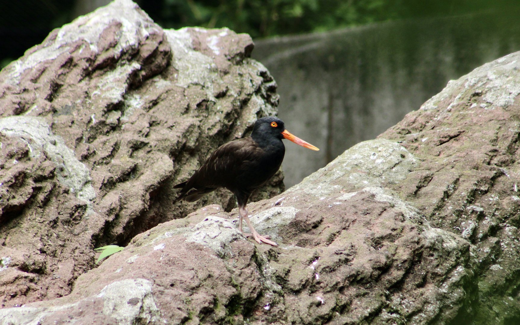 Black Oystercatcher (Haematopus bachmani)