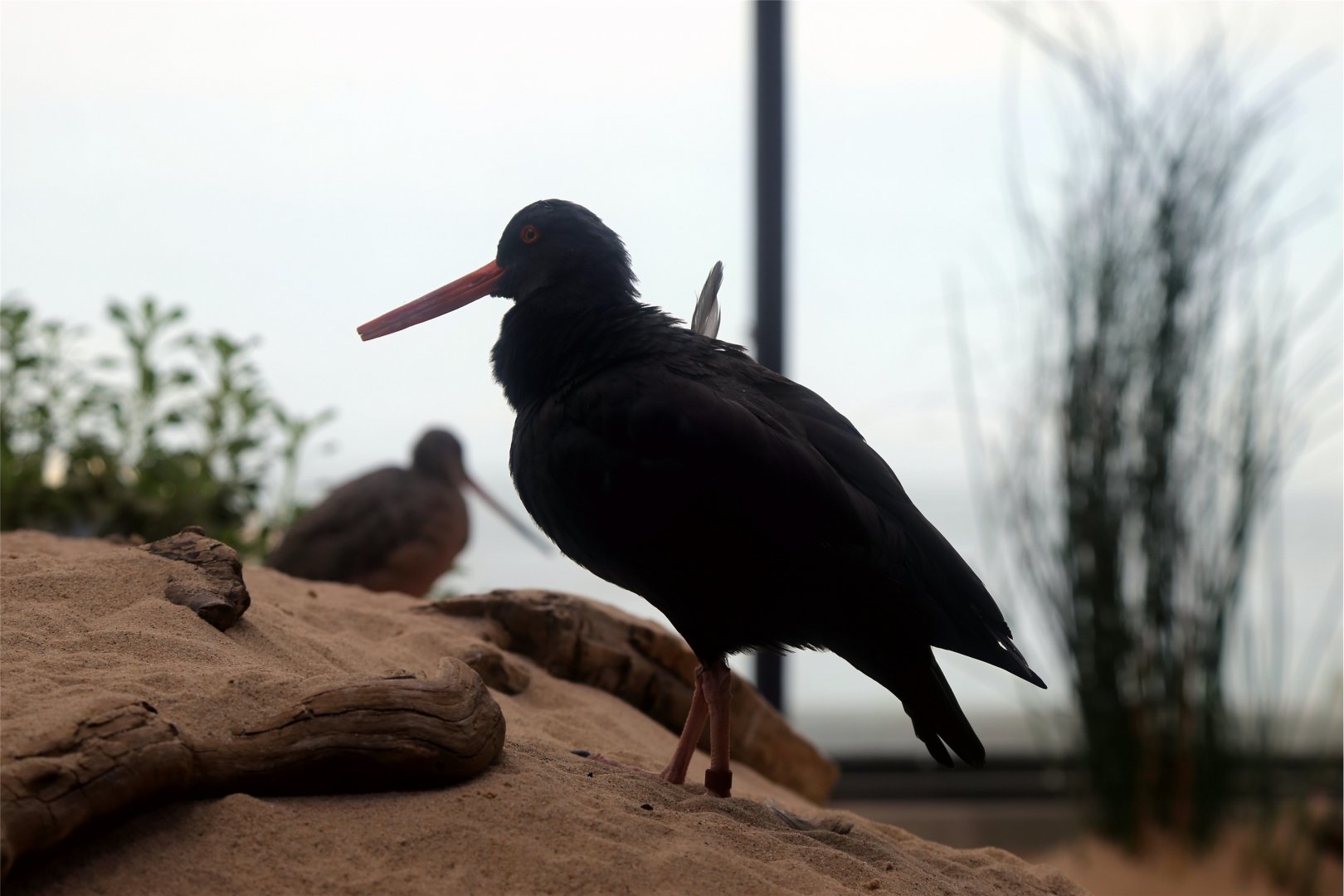 Black Oystercatcher (Haematopus bachmani)