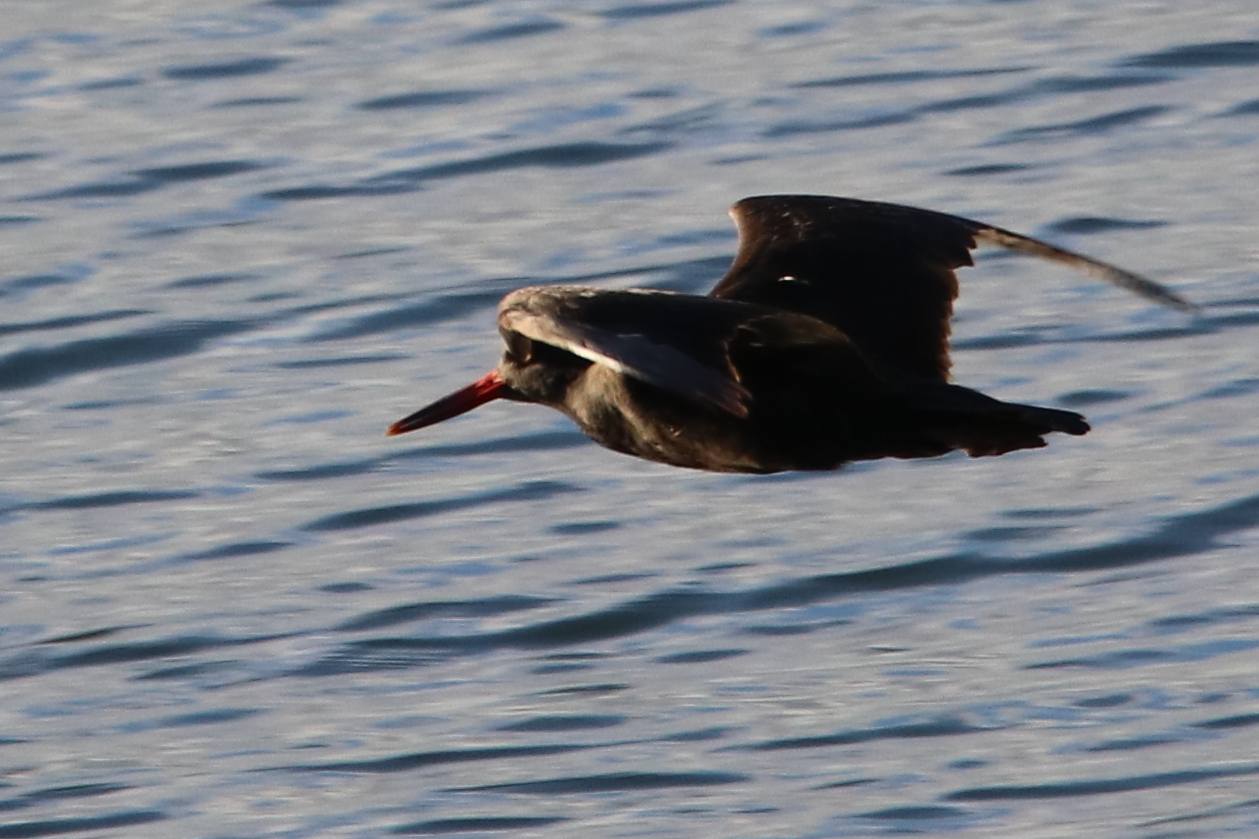 Black Oystercatcher (Haematopus bachmani)