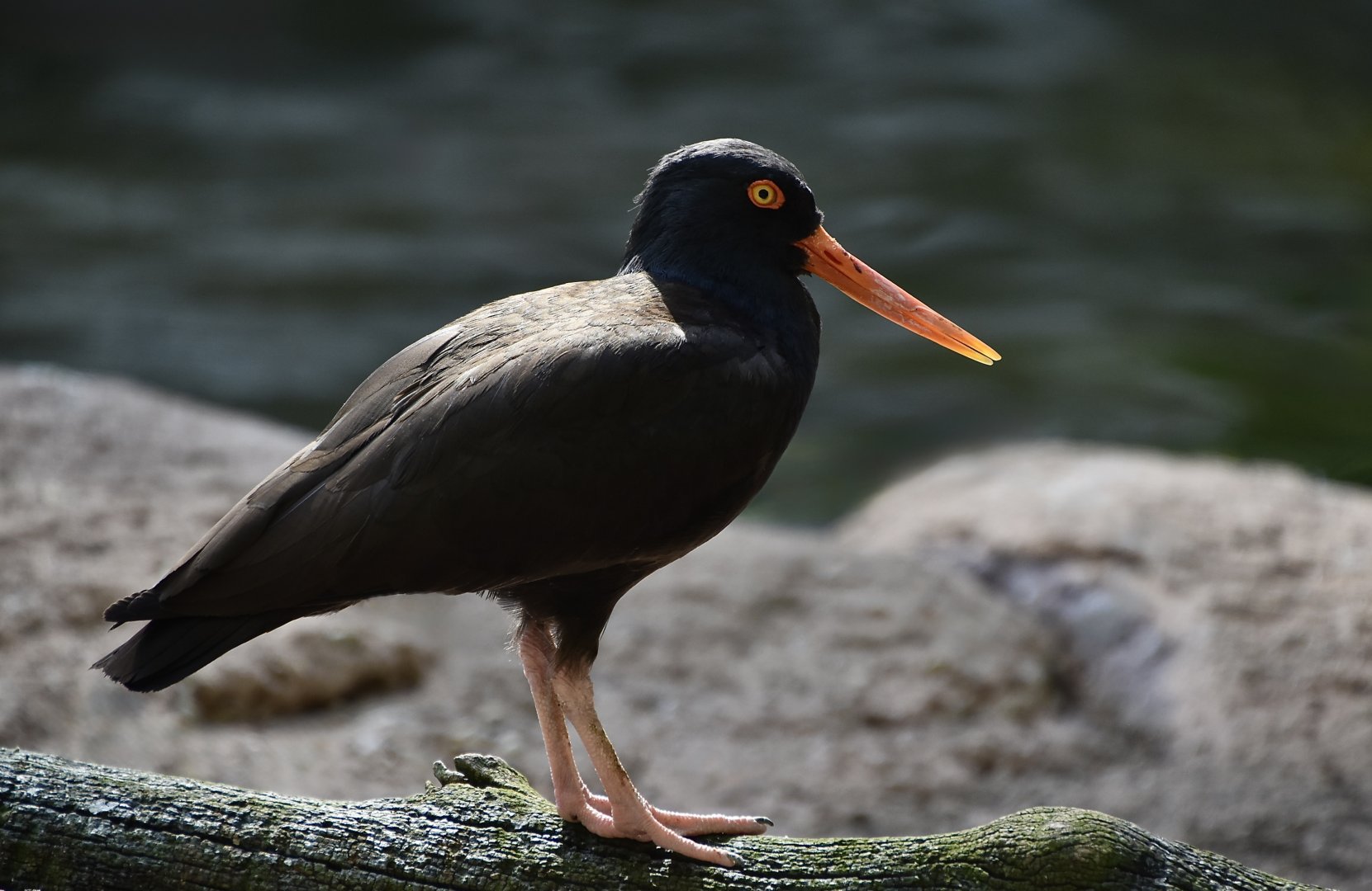 Black Oystercatcher (Haematopus bachmani)