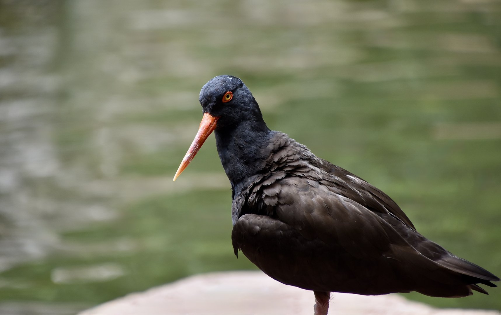 Black Oystercatcher (Haematopus bachmani)