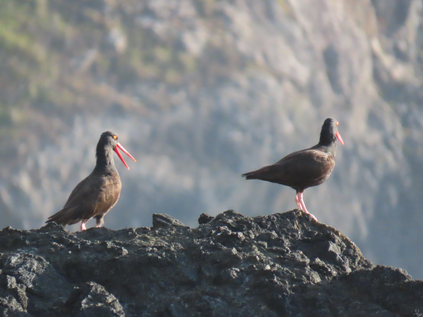 Black Oystercatcher (Haematopus bachmani)