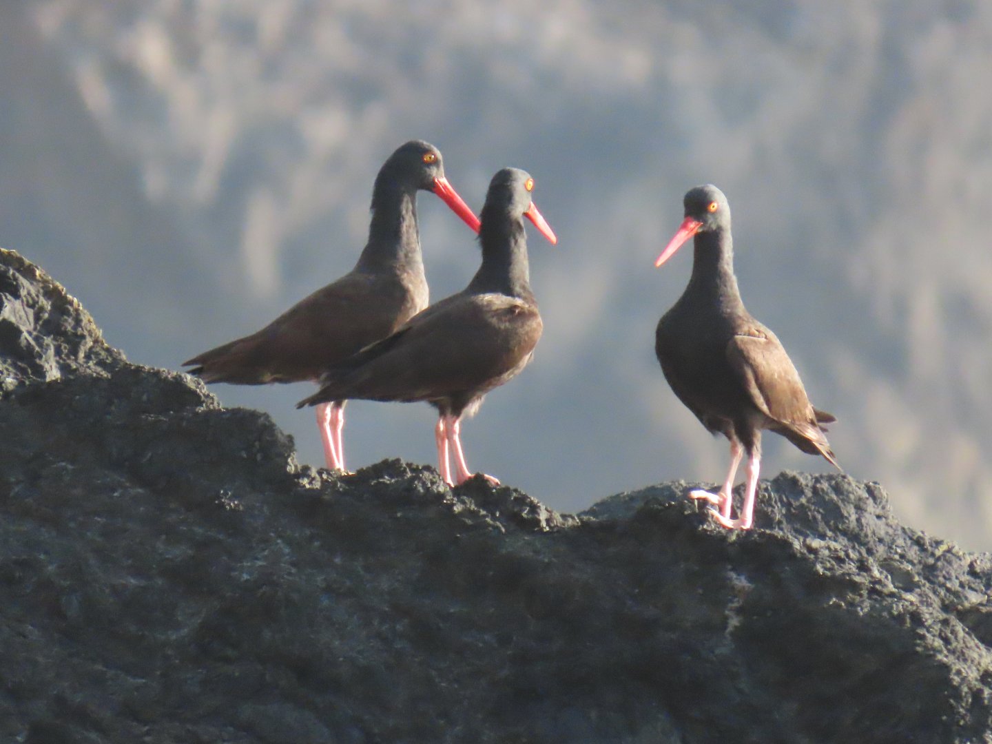 Black Oystercatcher (Haematopus bachmani)