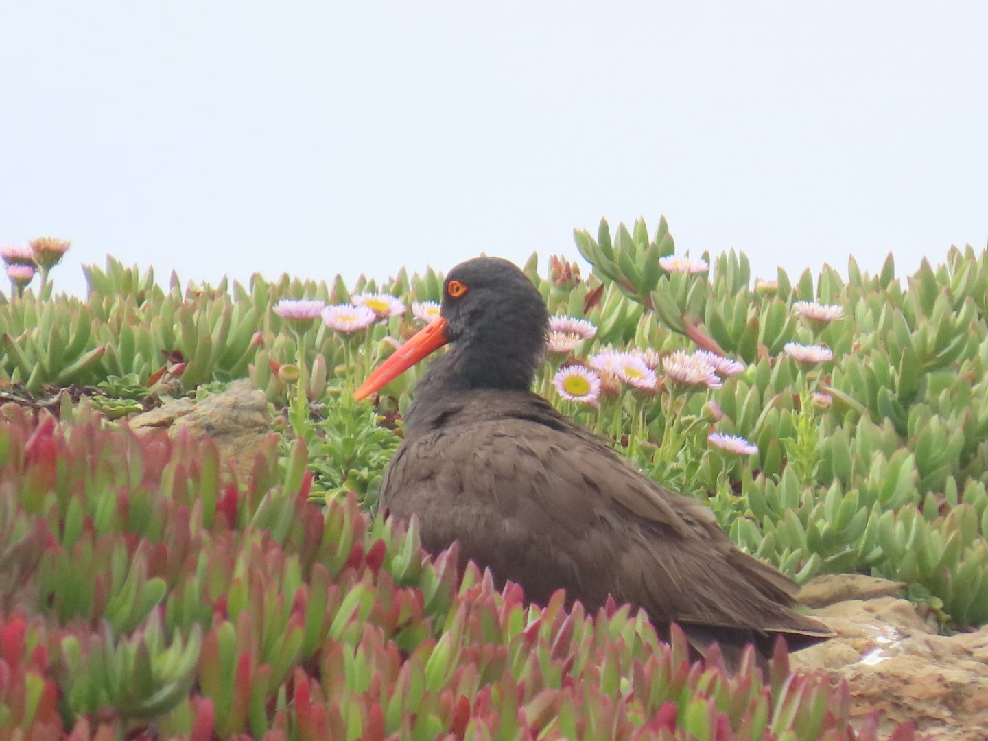 Black Oystercatcher (Haematopus bachmani)