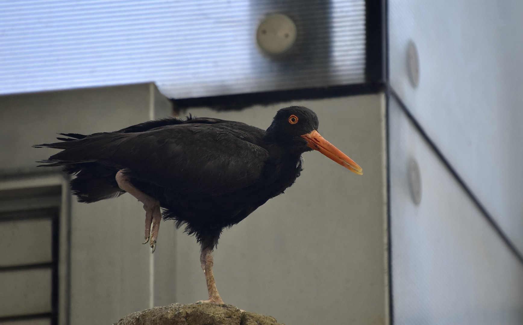 Black Oystercatcher (Haematopus bachmani)