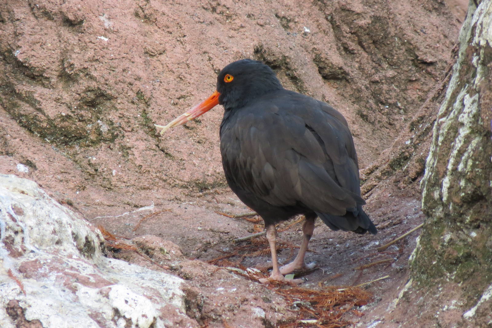 Black Oystercatcher - Sea Bird Colony 031215