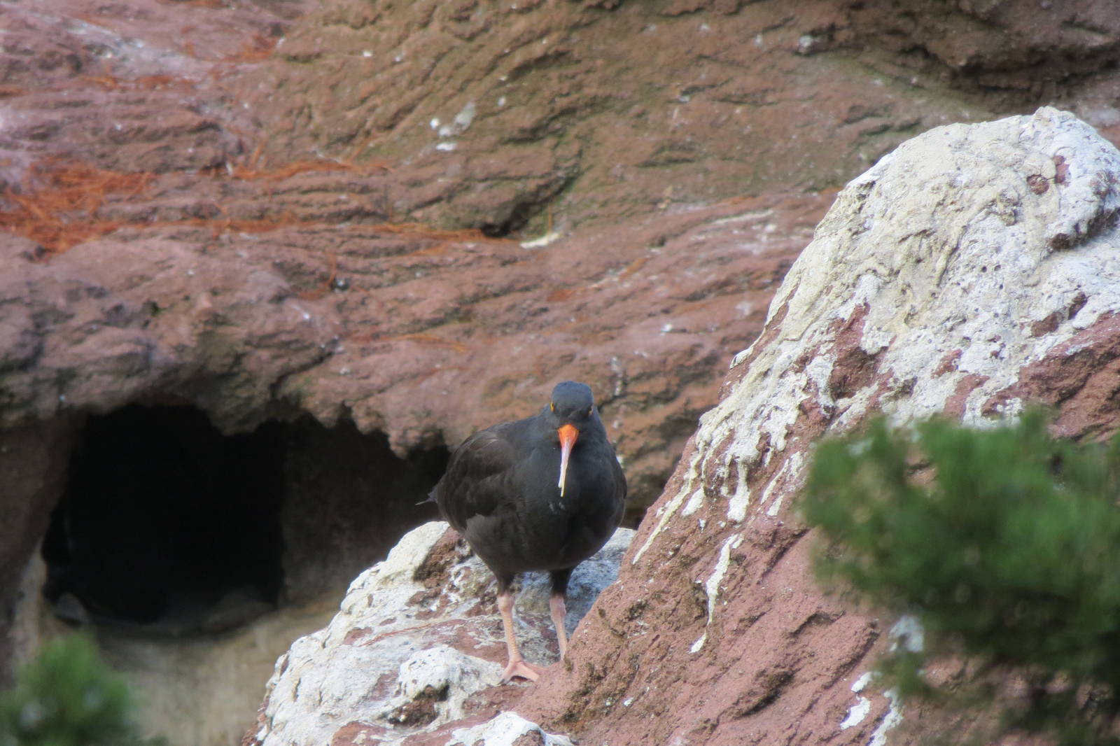 Black Oystercatcher - Sea Bird Colony 031215