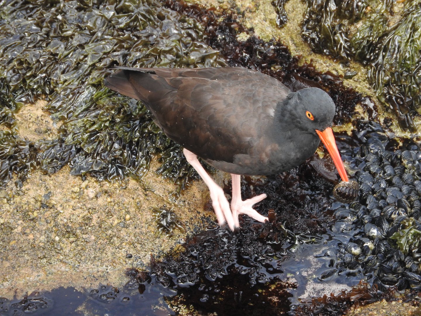 Black Oystercatcher with chiton