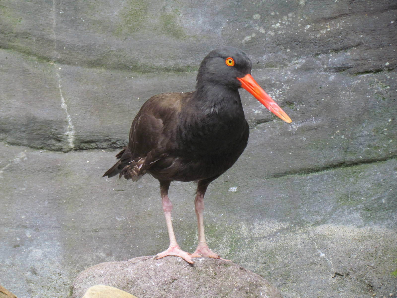 Black Oystercatcher