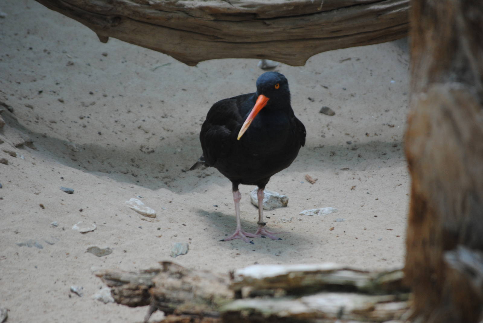 Black Oystercatcher