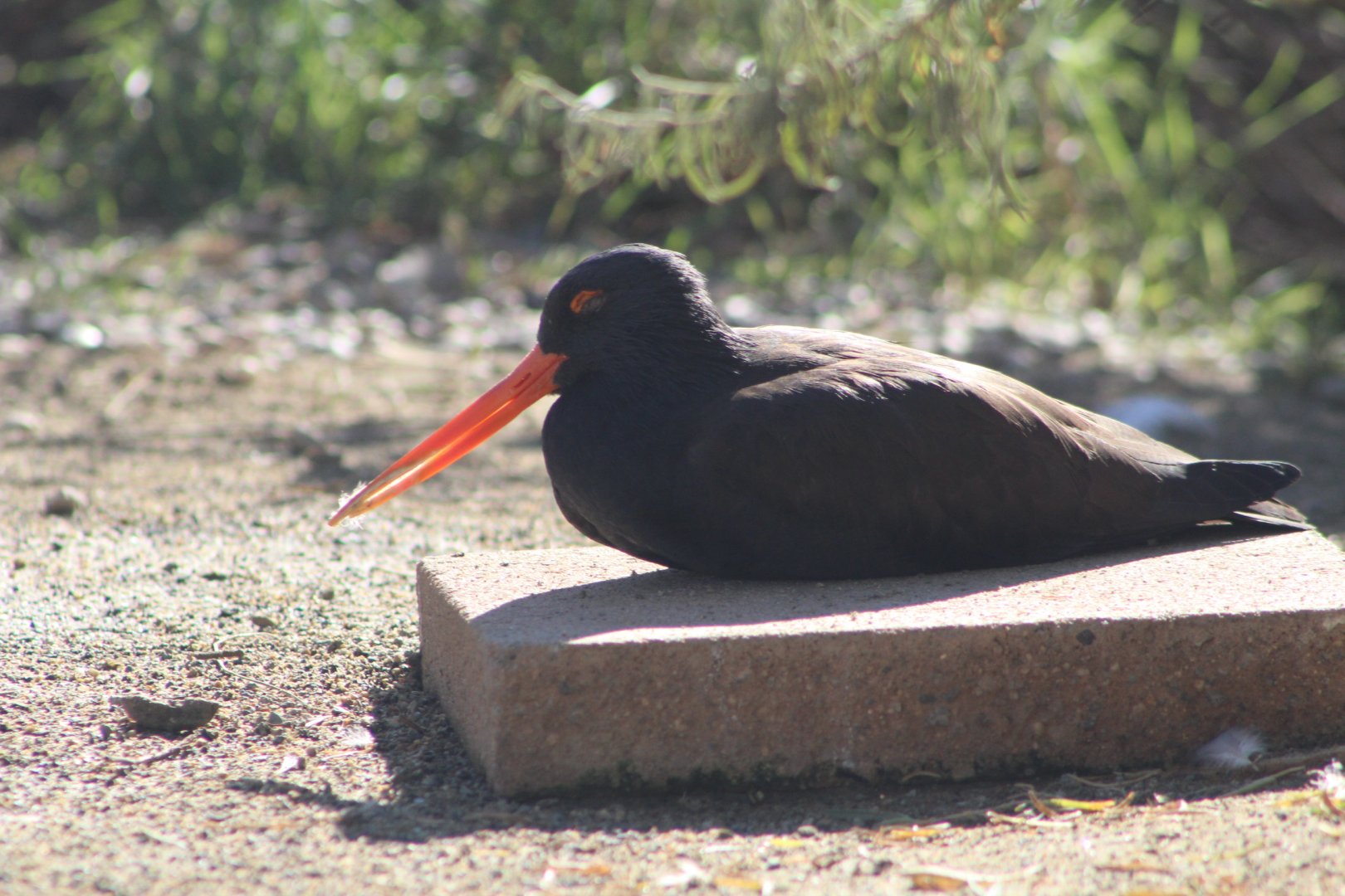 Black Oystercatcher