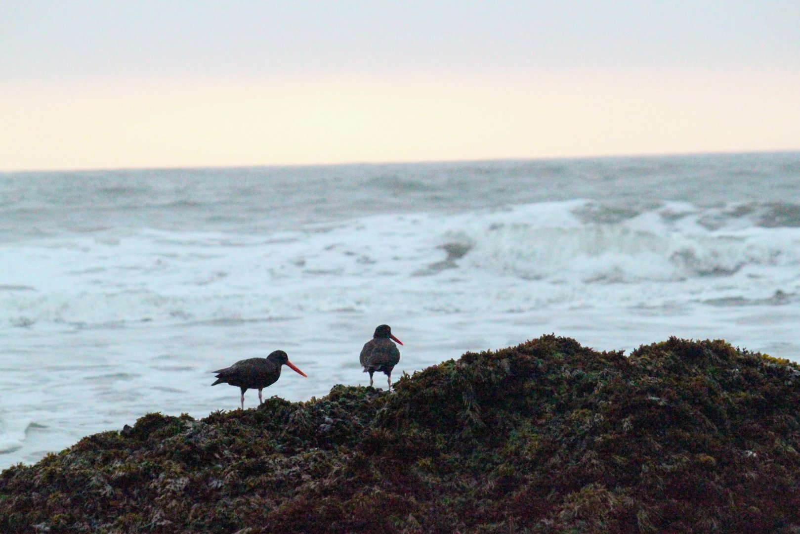 Black Oystercatcher