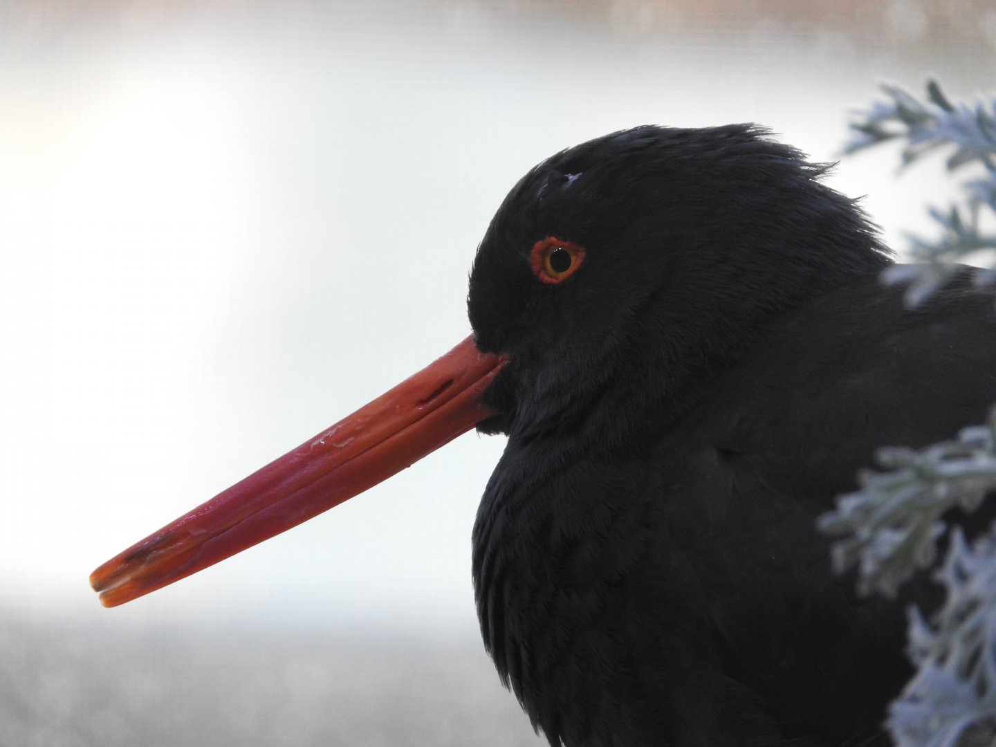 Black Oystercatcher