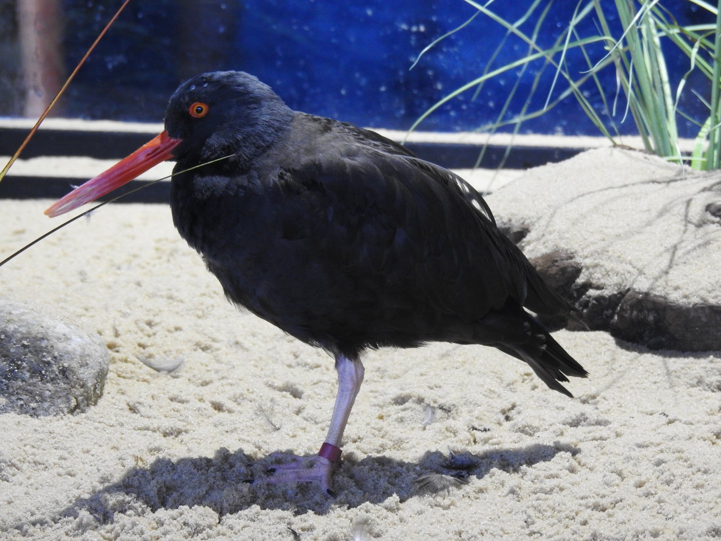 Black Oystercatcher