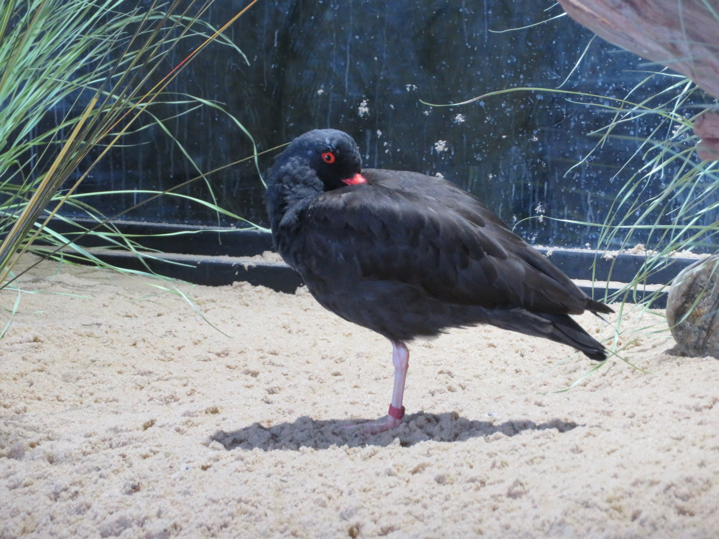 Black Oystercatcher