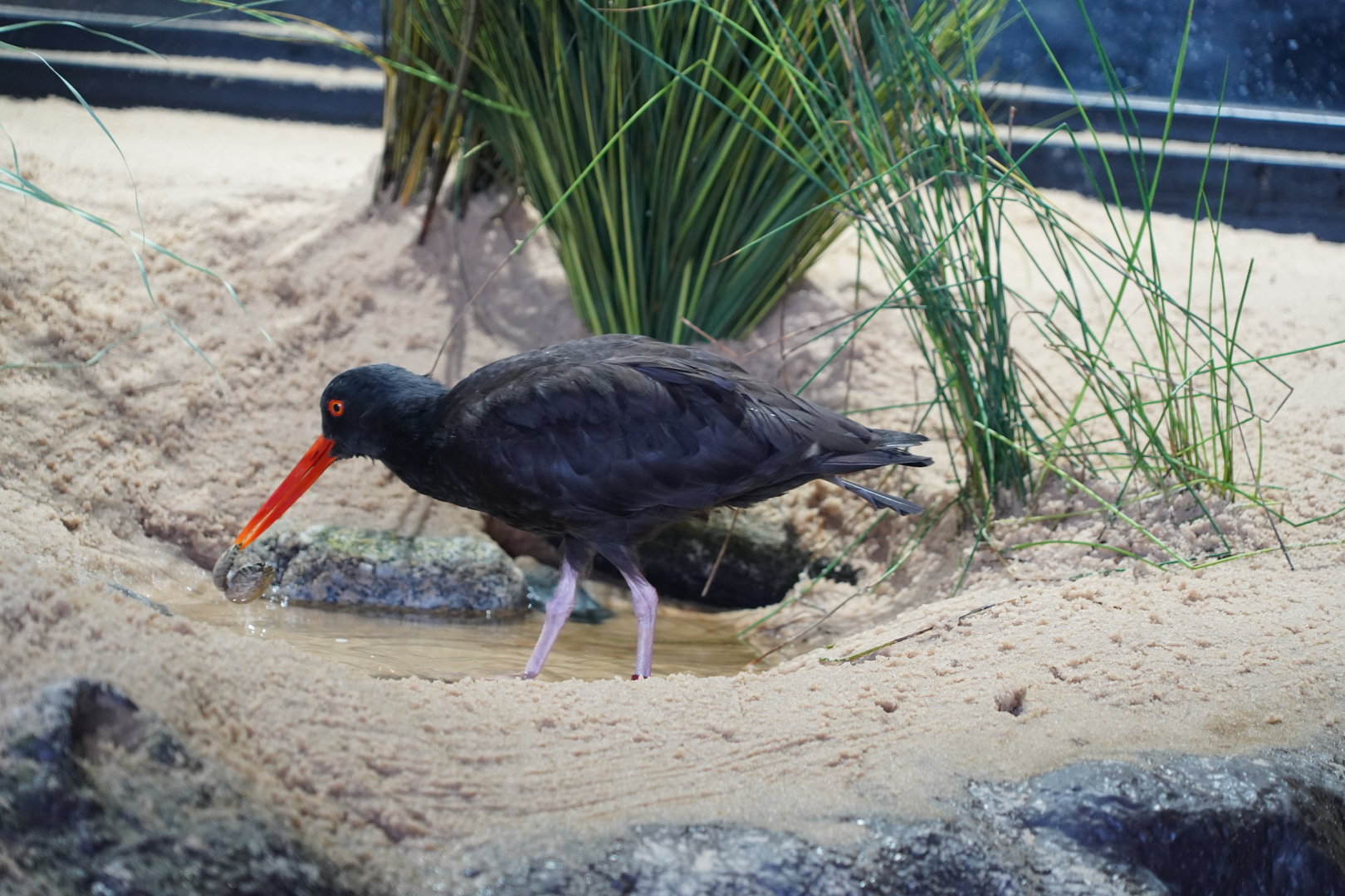 Black oystercatcher
