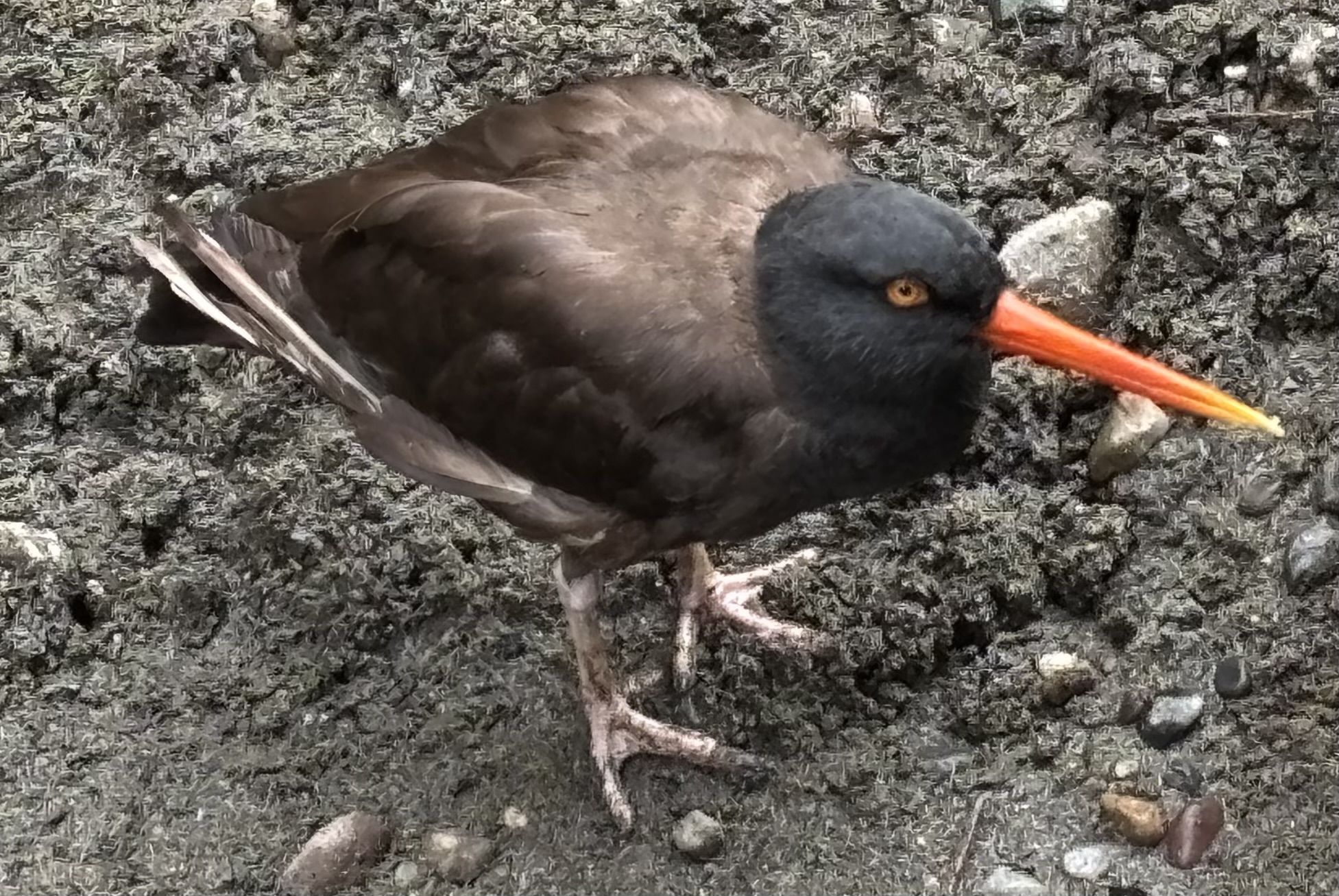 Black Oystercatcher