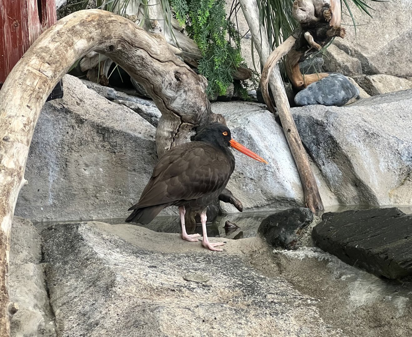 Black Oystercatcher