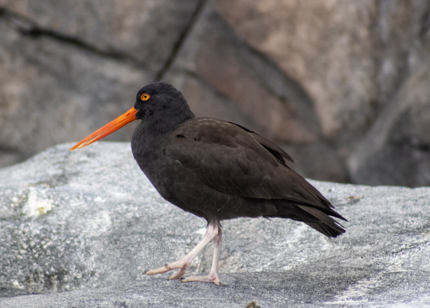 Black Oystercatcher