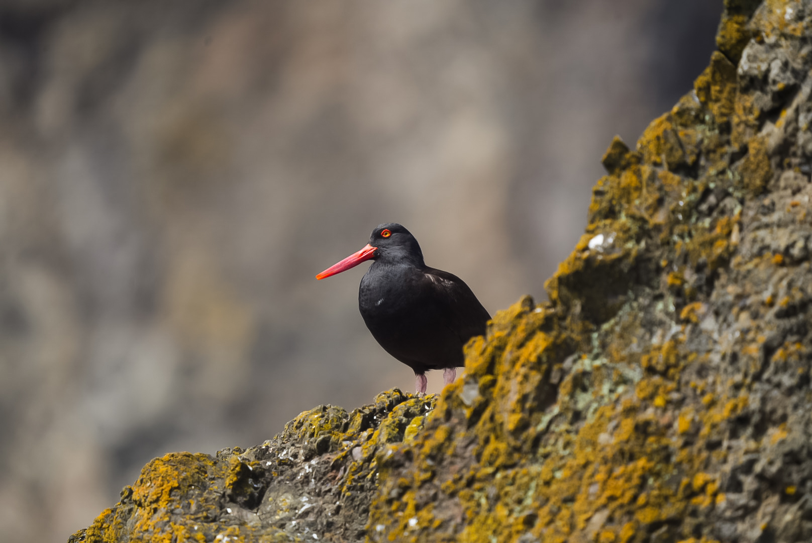 Black Oystercatcher