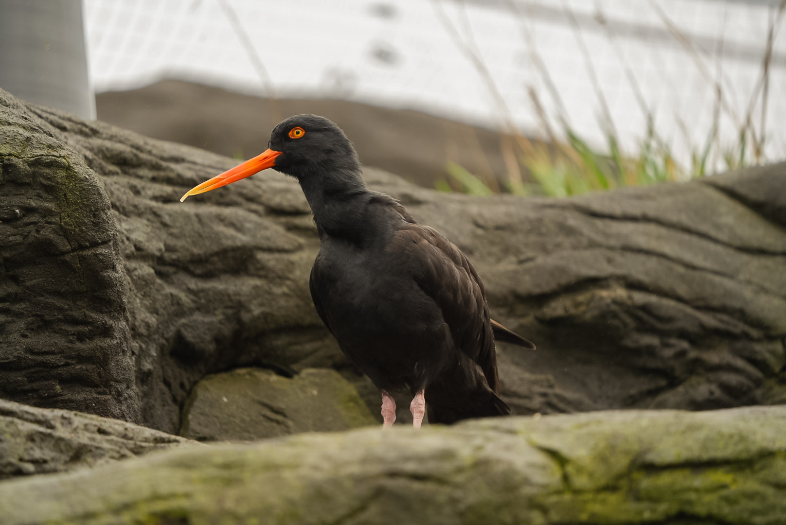 Black Oystercatcher