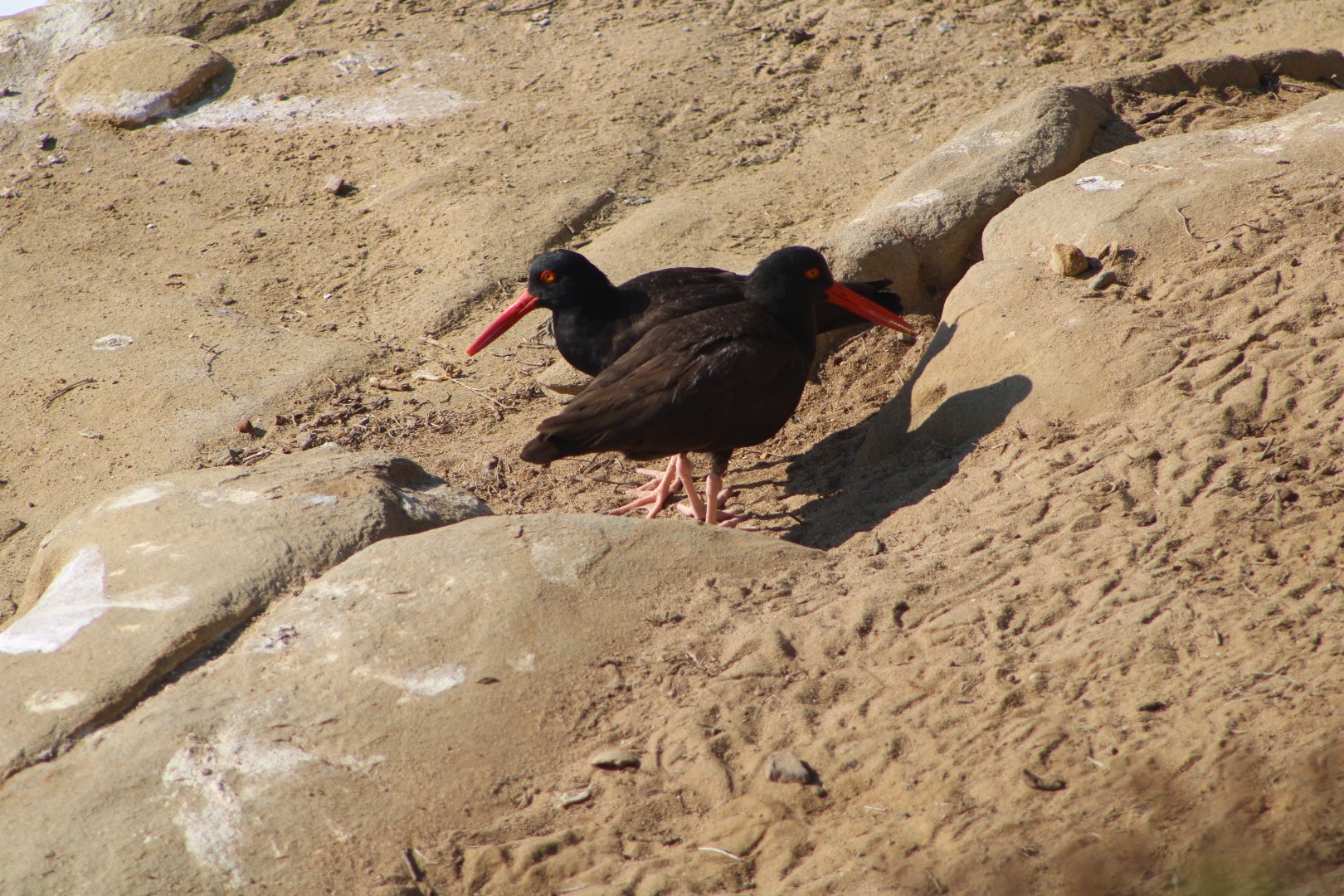 Black Oystercatchers (Haematopus bachmani)
