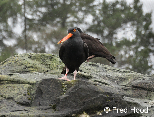 black oystercatchers (worlds only breeding pair)