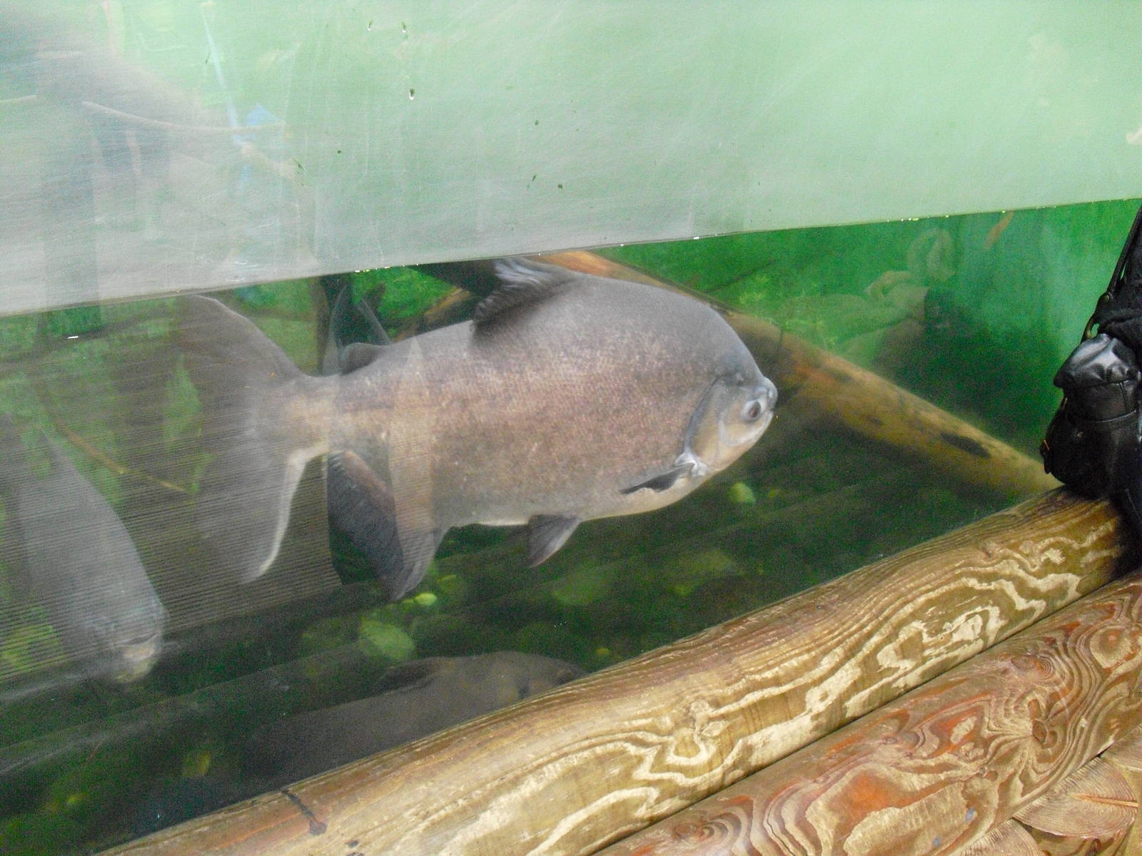 Black Pacu - 27/10/2011