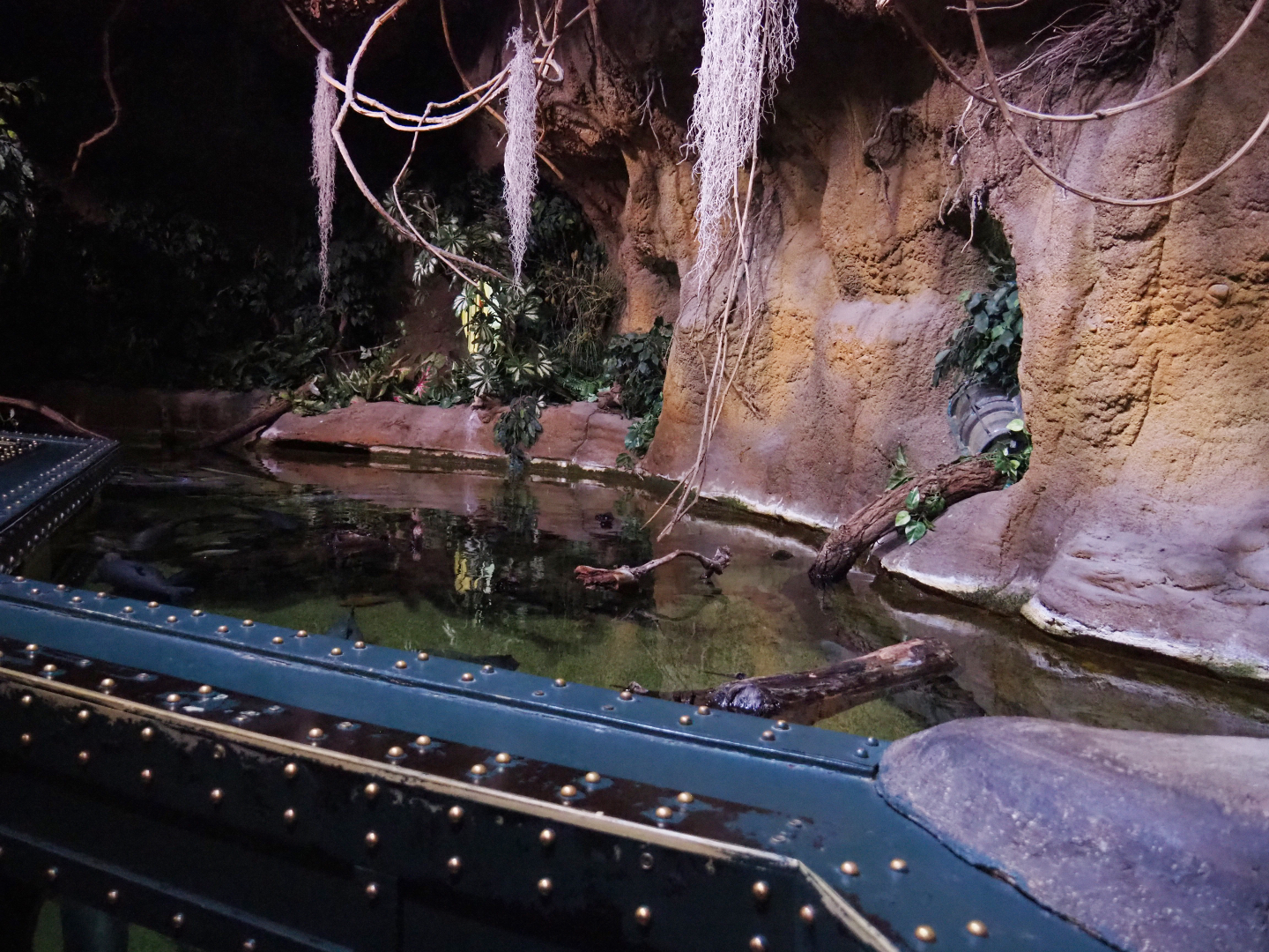 Black pacu and red-tailed catfish tank, 2019-10-05