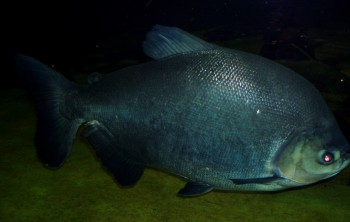 Black Pacu (Colossoma macropomum)