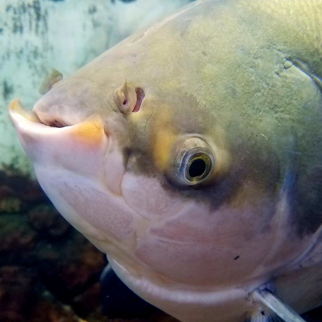 Black Pacu (Colossoma macropomum)