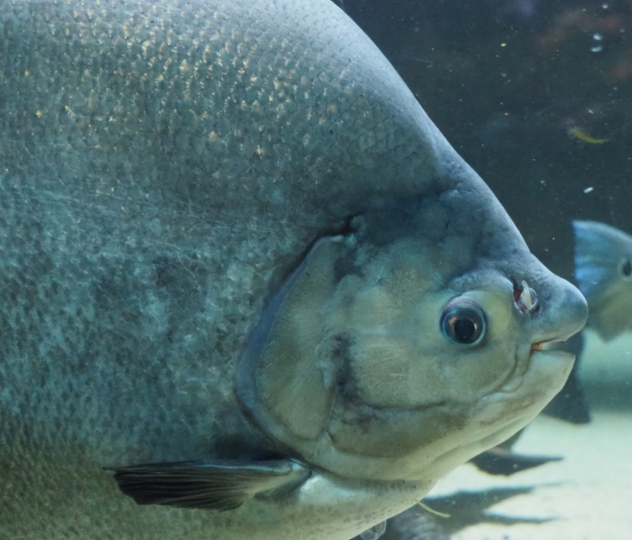 Black pacu or Tambaqui (Colossoma macropomum), 2021-07-17