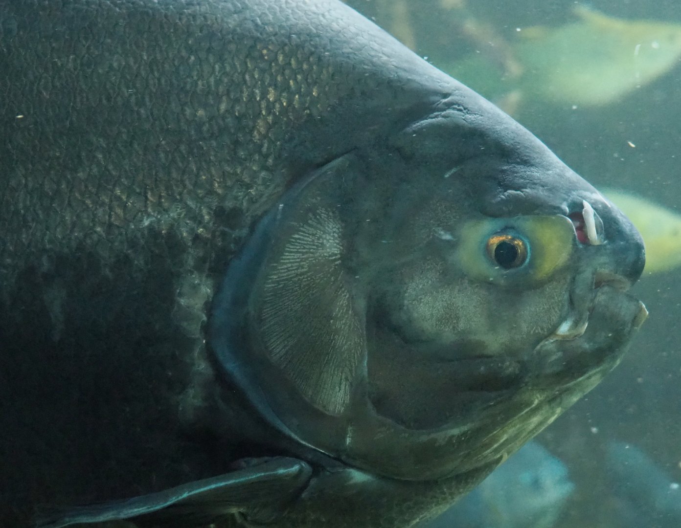 Black pacu or Tambaqui (Colossoma macropomum), 2021-07-17