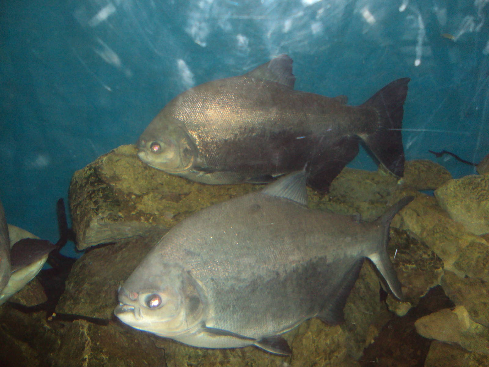 Black Pacu