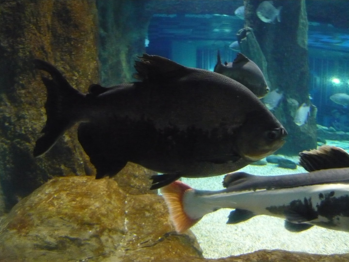 Black pacu
