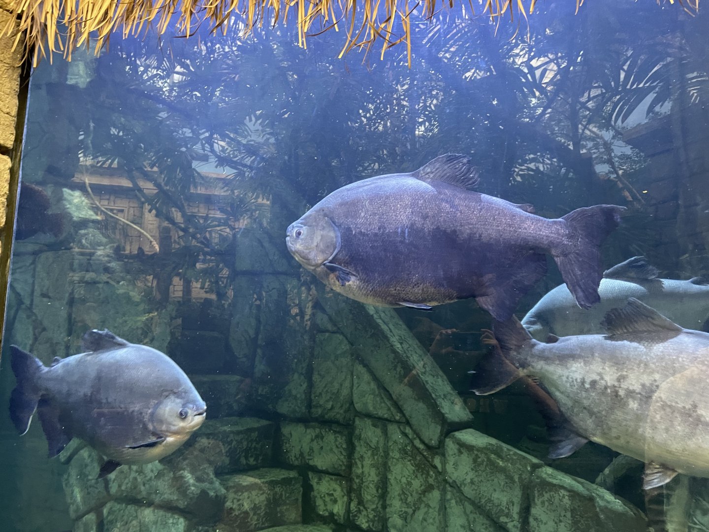 Black Pacu