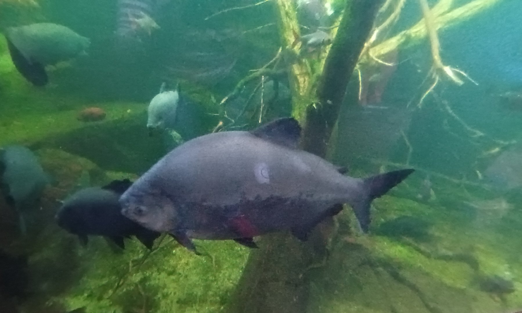 Black Pacu