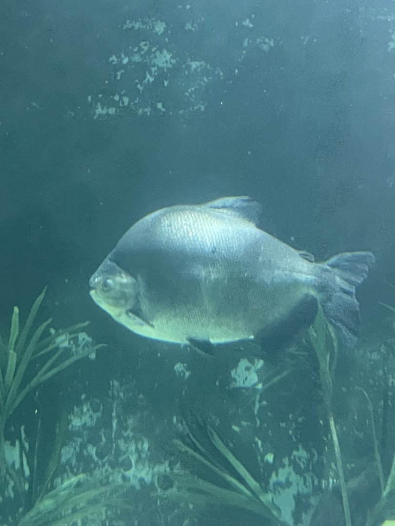 Black Pacu