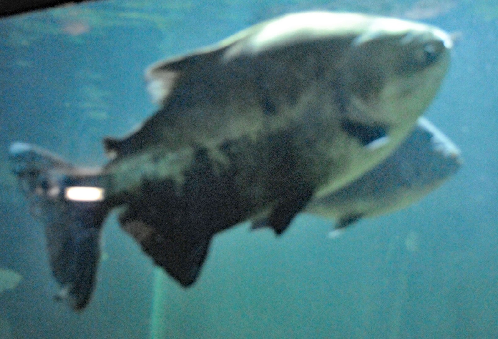 Black Pacu