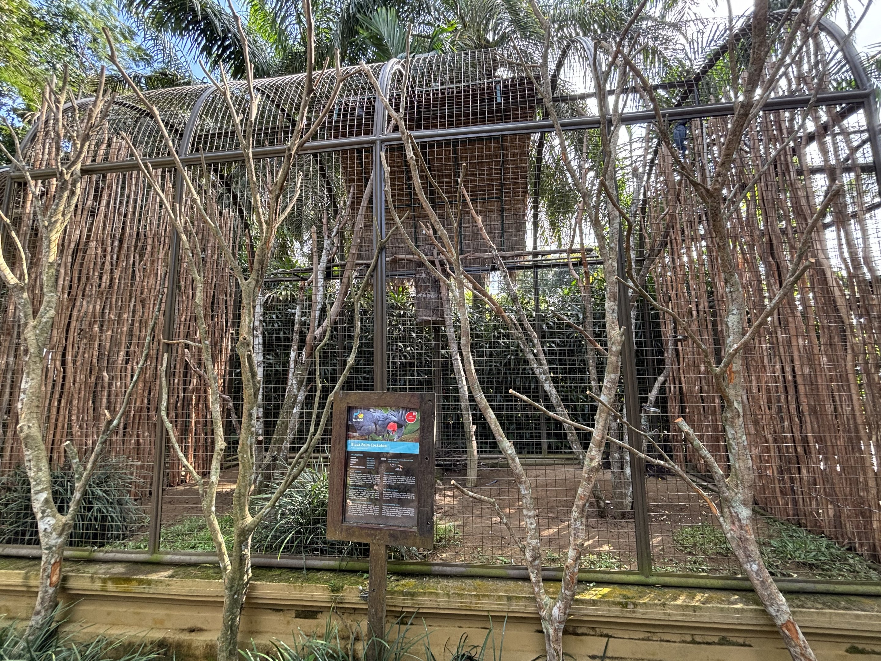 Black Palm Cockatoo Aviary