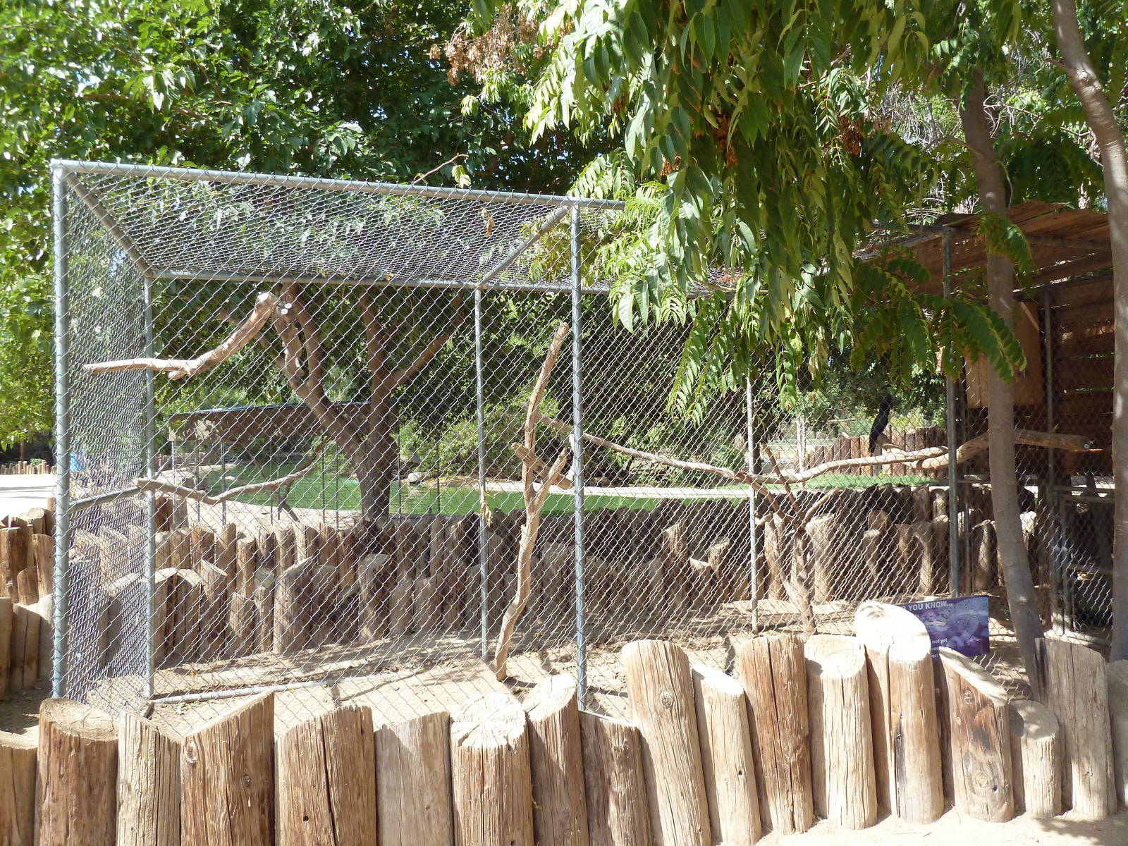 Black Palm Cockatoo Exhibit