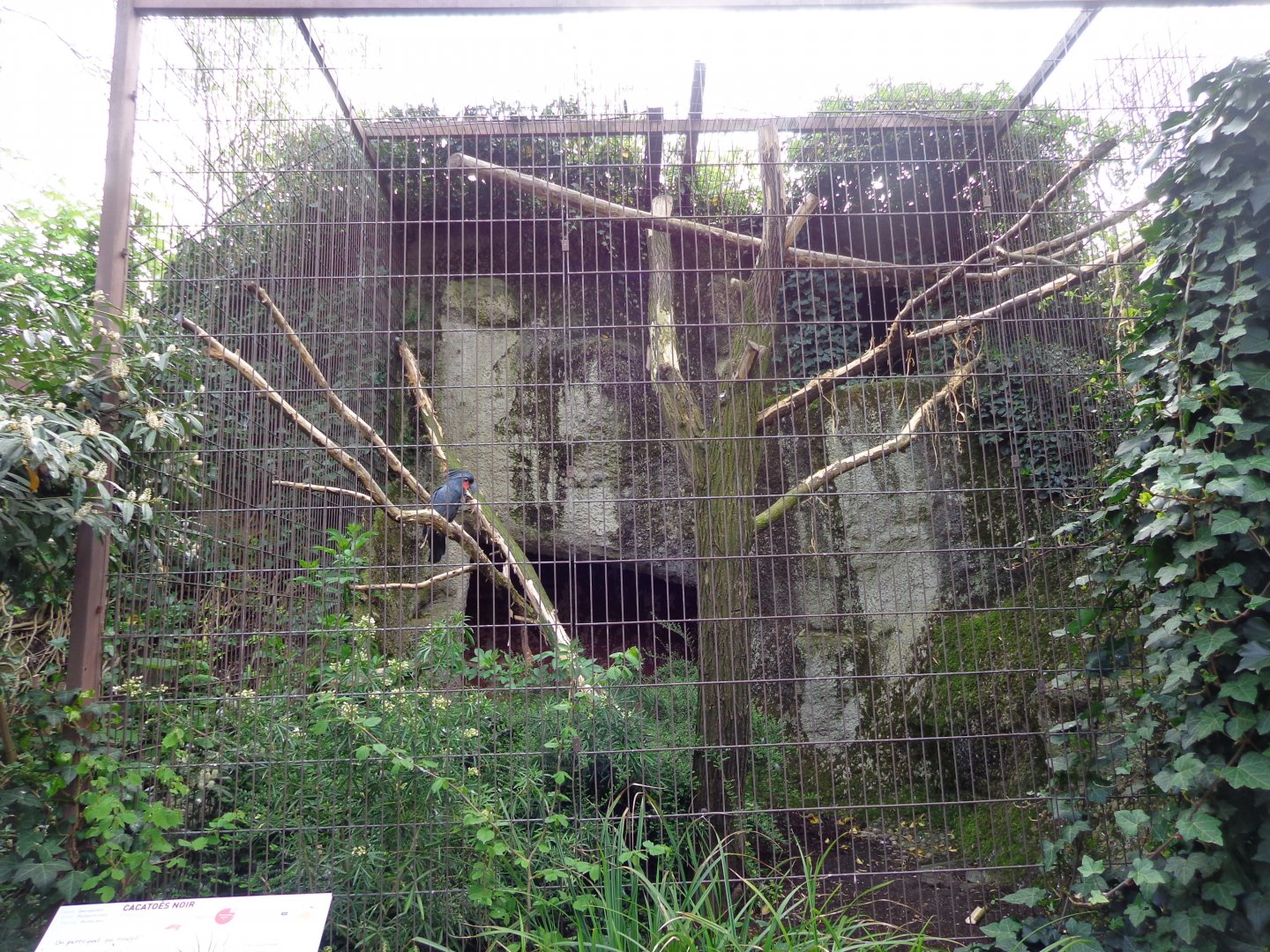 Black Palm Cockatoo Exhibit