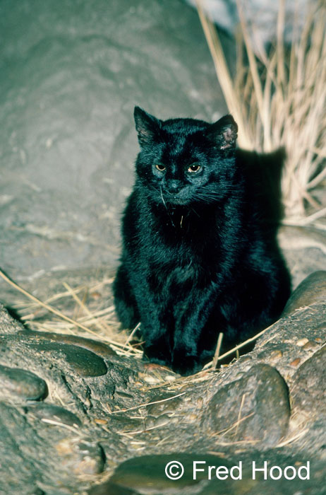 black pampas cat
