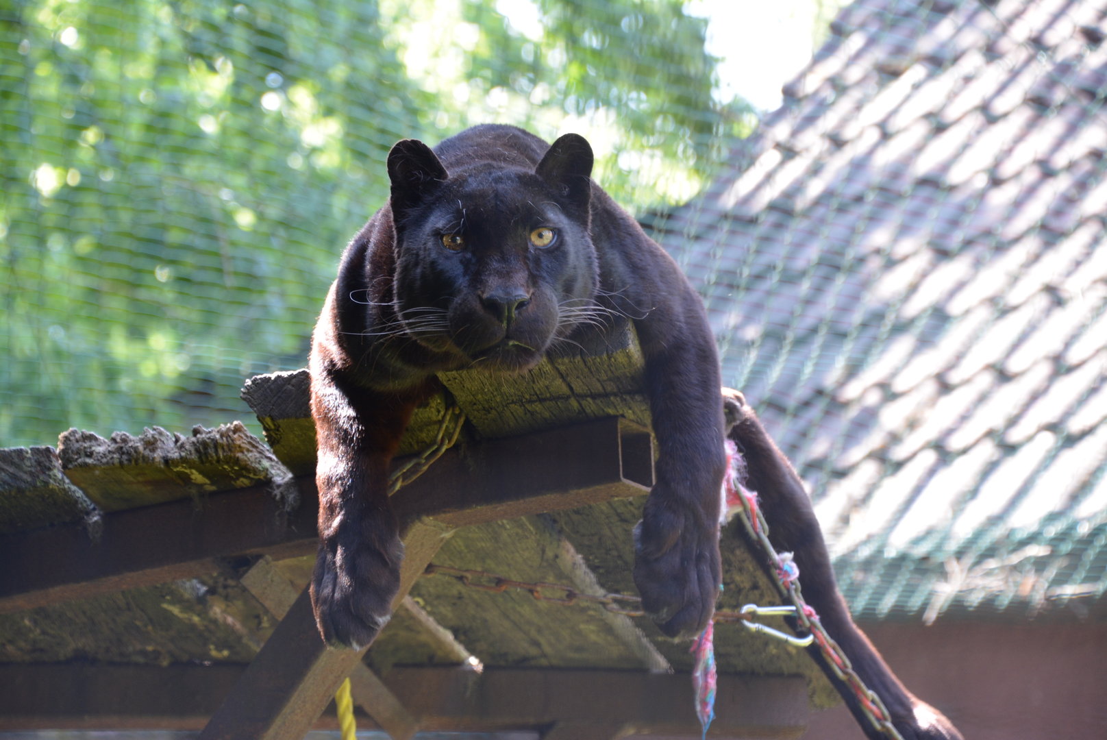 Black Panther 27/05/2023